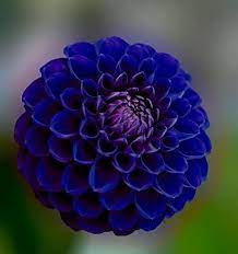 Blue Pompon Dahlia Flower Seeds for Planting - Heirloom and Non-GMO garden seeds