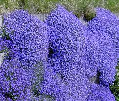 Aubrieta Plant Seeds Blue for Planting – Heirloom, Non-GMO, Organic