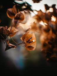 Brown Bougainvillea Flower Seeds for Planting - Heirloom & Non-GMO  Garden Seeds