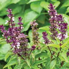 Basil Scented Flower Seeds for Planting – Heirloom, Non-GMO, Unique Fragrant Variety with High Germination