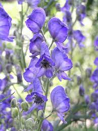 Blue Monkshood Flower Seeds for Planting – Rare Perennial Garden Blooms