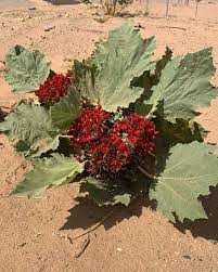 Glossostemon bruguieri (Moghat) Seeds – Heirloom, Non-GMO, High Germination Organic Garden Seeds for Planting