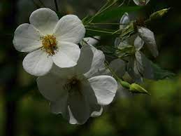 Brunonii Flower Seeds for Planting – Heirloom Non-GMO Vibrant Organic Garden Blooms