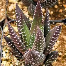 Brown Haworthia Reinwardtii Seeds – Heirloom & Non-GMO Hardy Succulent Seeds for Planting