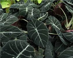 Black Caladium Flower Seeds for Planting – NON GMO Heirloom Seeds, High Germination, Organic Garden Blooms