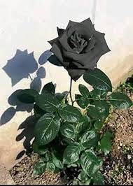 Black Rose Flower Seeds – Heirloom Non-GMO Seeds for Planting