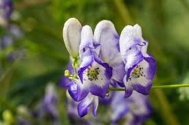 Blue Aconitum Flower Seeds for Planting – Heirloom Non-GMO High Germination Monkshood Blooms