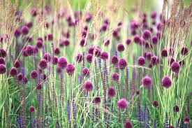 Sphaerocephalon Flower Seeds for Planting – Drumstick Allium, Heirloom Non-GMO Organic Garden Seeds