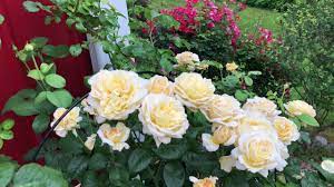 Moonlight Rose Plant Seeds for Planting – Heirloom Non-GMO High Germination Garden Seeds