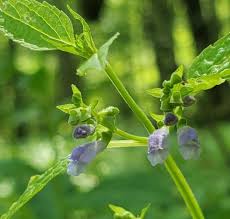 Skullcap Seeds (Scutellaria lateriflora) for Planting – Heirloom, Non-GMO Medicinal Herb for Calming & Wellness Gardens