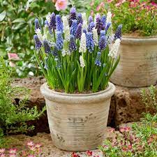 Grape Hyacinth Seeds – Delft Blue Muscari Heirloom, Non-GMO, High Germination Organic Garden Seeds for Planting
