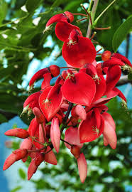 \Heirloom Non-GMO Erythrina Crista-Galli Flower Seeds for Planting – Exotic Coral Tree Blooms for Tropical Gardens