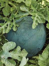 Bush Sugar Baby Watermelon Fruit Seeds for Planting – Sweet, Small Watermelons, 100 pcs, Heirloom & Non-GMO