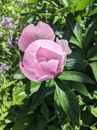Lactiflora Flower Seeds for Planting – Elegant, Fragrant Blooms for Gardens