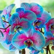 Blue Pink Butterfly Orchid Flower Seeds for Planting – Heirloom Non-GMO Organic Garden Seeds, High Germination