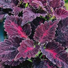 Black Dragon Coleus Flower Seeds for Planting - Heirloom Non-GMO High Germination Organic Garden Seeds