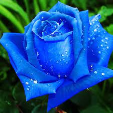 Blue Rare Rose Flower Seeds for Planting – Heirloom, Non-GMO, High Germination Organic Garden Seeds