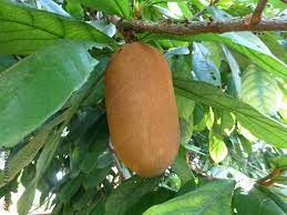 Cupuacu Theobroma Seeds for Planting – Heirloom, Non-GMO Tropical Frui –  Neeraseeds