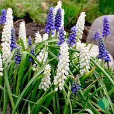 Grape Hyacinth Seeds – Delft Blue Muscari Heirloom, Non-GMO, High Germination Organic Garden Seeds for Planting
