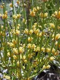 Yellow Mormon Tea Seeds – Heirloom & Non-GMO Aromatic & Unique Seeds for Planting