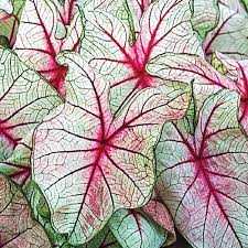 White Queen Caladium Leaf Seeds – Heirloom, Non-GMO, High Germination Organic Garden Seeds for Planting