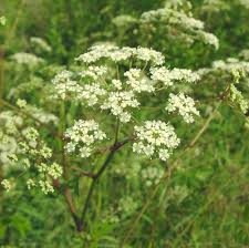 Cicuta Maculata Plant Seeds for Planting | Heirloom, Non-GMO, High Germination Organic Garden Seeds for Wetland Growth