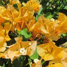 California Gold Bougainvillea Flower Seeds for Planting – Heirloom Non-GMO Seeds, High Germination Organic Garden Blooms