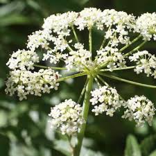 Cicuta Maculata Plant Seeds for Planting | Heirloom, Non-GMO, High Germination Organic Garden Seeds for Wetland Growth