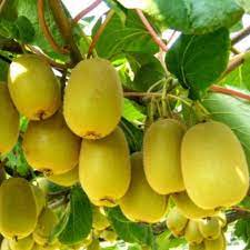 Jin Tao Kiwi Fruit Seeds for Planting – Heirloom & Non-GMO Seeds for Vitamin-Rich Tropical Home Garden