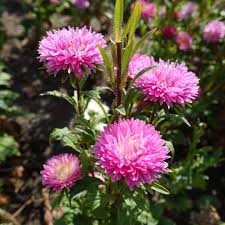 Soft Pink Aster Flower Seeds for Planting – Heirloom, Non-GMO, High Germination Organic Garden Seeds