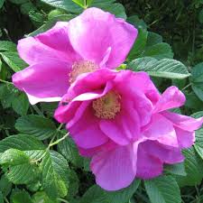 Kartoffelrose Flower Seeds for Planting – Hardy Rugosa Rose, Fragrant Blooms, Perennial Garden Flowers