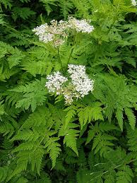 Cicely Myrrhis Odorata Flower Seeds for Planting | Heirloom, Non-GMO, High Germination Organic Garden Seeds for Edible Aromatic Blooms
