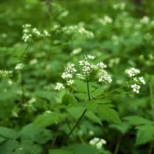 Cicely Myrrhis Odorata Flower Seeds for Planting | Heirloom, Non-GMO, High Germination Organic Garden Seeds for Edible Aromatic Blooms