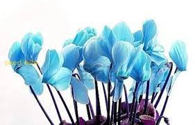 Blue Cyclamen Flower Seeds for Planting – Heirloom & Non-GMO Garden Seeds – Vibrant Hardy Blooms