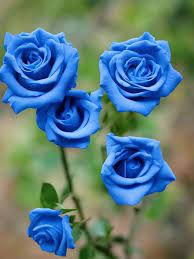 Blue Unique Rose Flower Seeds for Planting – Heirloom, Non-GMO, High Germination Rare Garden Blooms for Pots, Beds & Landscapes