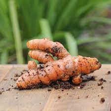 Brown Turmeric Root Seeds for Planting – Organic, Non-GMO, Heirloom Garden Seeds, High Germination