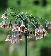 Nectaroscordum Flower Seeds for Planting – Unique Allium Bulgaricum Seeds for Garden Color & Pollinators