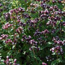 Sweet Marjoram Herb Seeds for Planting – Heirloom, Non-GMO Seeds for Culinary and Medicinal Herb Gardens