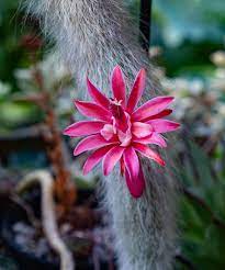 Hildewintera Colademononis – Monkey Tail Cactus Plant Seeds for Planting – Heirloom, Non-GMO, Organic