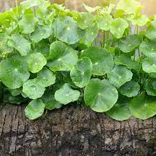 Gotu Kola (Centella asiatica) Seeds for Planting – Heirloom, Non-GMO Medicinal Herb for Brain Health, Skin & Wellness Gardens