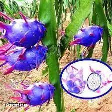 Blue Pitaya Fruit Seeds for Planting – Mixed Varieties, Heirloom & Non-GMO Seeds for Colorful Home Gardens