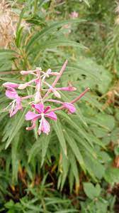 Willowherb Flower Seeds for Planting – Hardy Perennial Wildflower, Pollinator-Friendly Blooms