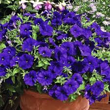 Blue Double Petunia Flower Seeds for Planting – Heirloom Non-GMO | High Germination Organic Garden Seeds