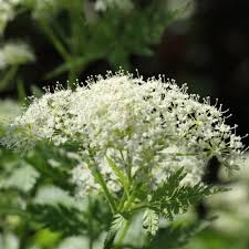 Cicely Myrrhis Odorata Flower Seeds for Planting | Heirloom, Non-GMO, High Germination Organic Garden Seeds for Edible Aromatic Blooms