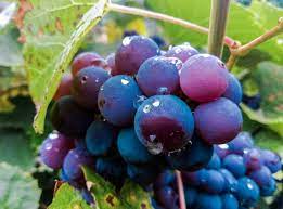 Blue Indigo Grape Seeds – Grow Classic, Sweet Grapes at Home, Heirloom & Non-GMO
