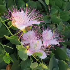 Blue Caper Flower Seeds for Planting – Exotic Blooms, Pollinator Friendly