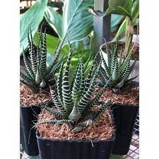Edible Aloe Vera Plant Seeds – Dark Green & White Varieties, Indoor/Outdoor, Heirloom & Non-GMO, 100 pcs