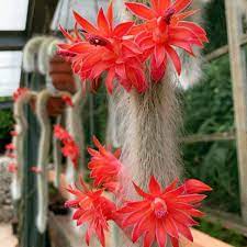 Monkey Tail Flower Seeds for Planting – Exotic Blooming Succulent Seeds