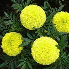 Yellow Marigold Heirloom Non-GMO Seeds for Planting – High Germination Organic Garden Seeds for Beds, Borders & Containers