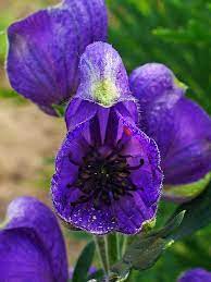 Aconite Flower Seeds for Planting – Heirloom, Non-GMO, High Germination Organic Garden Seeds